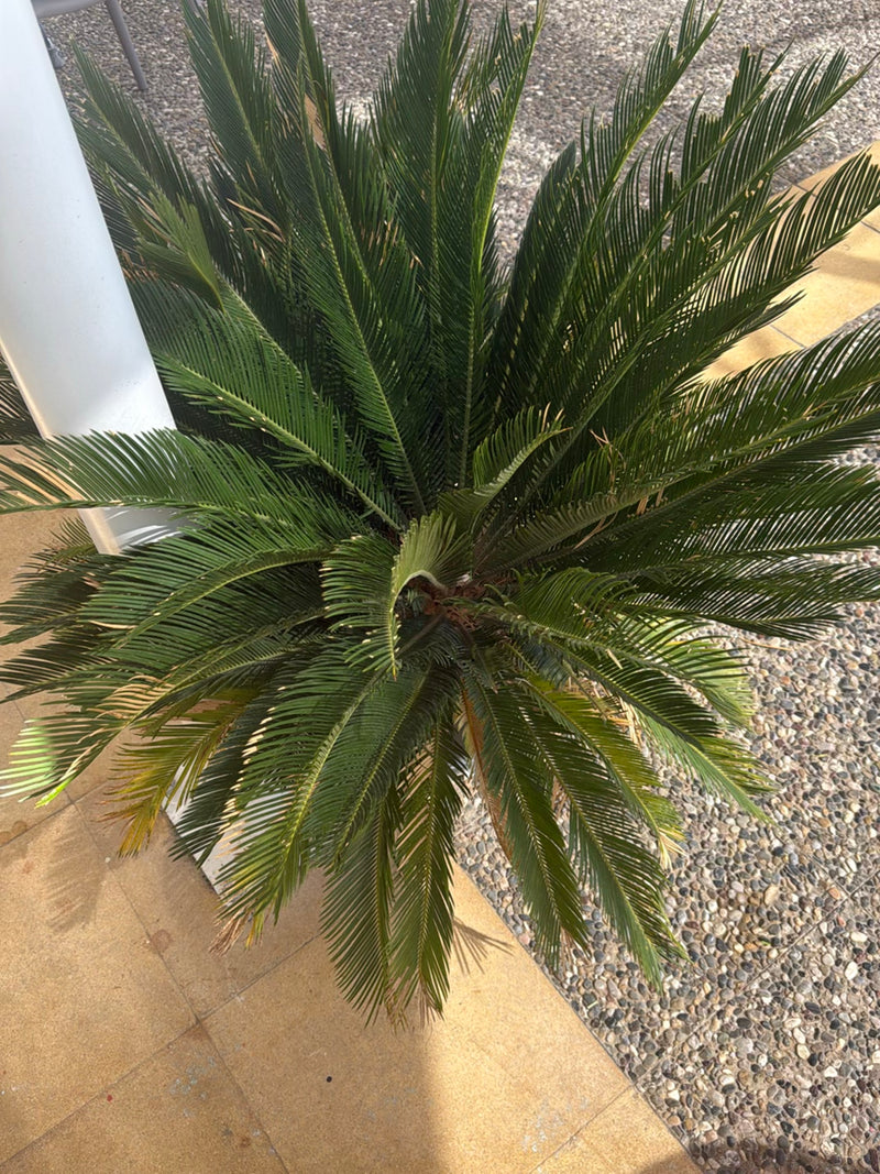 Palmfarn — Bild 4