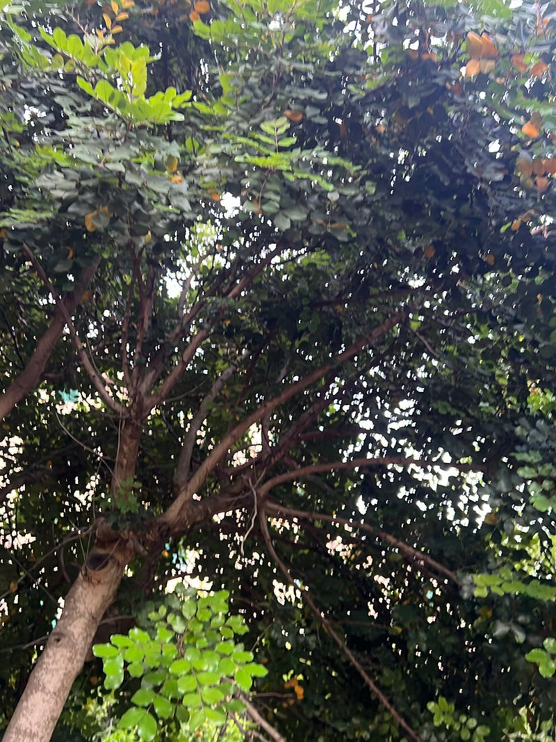 Japanischer Schnurbaum — Bild 1