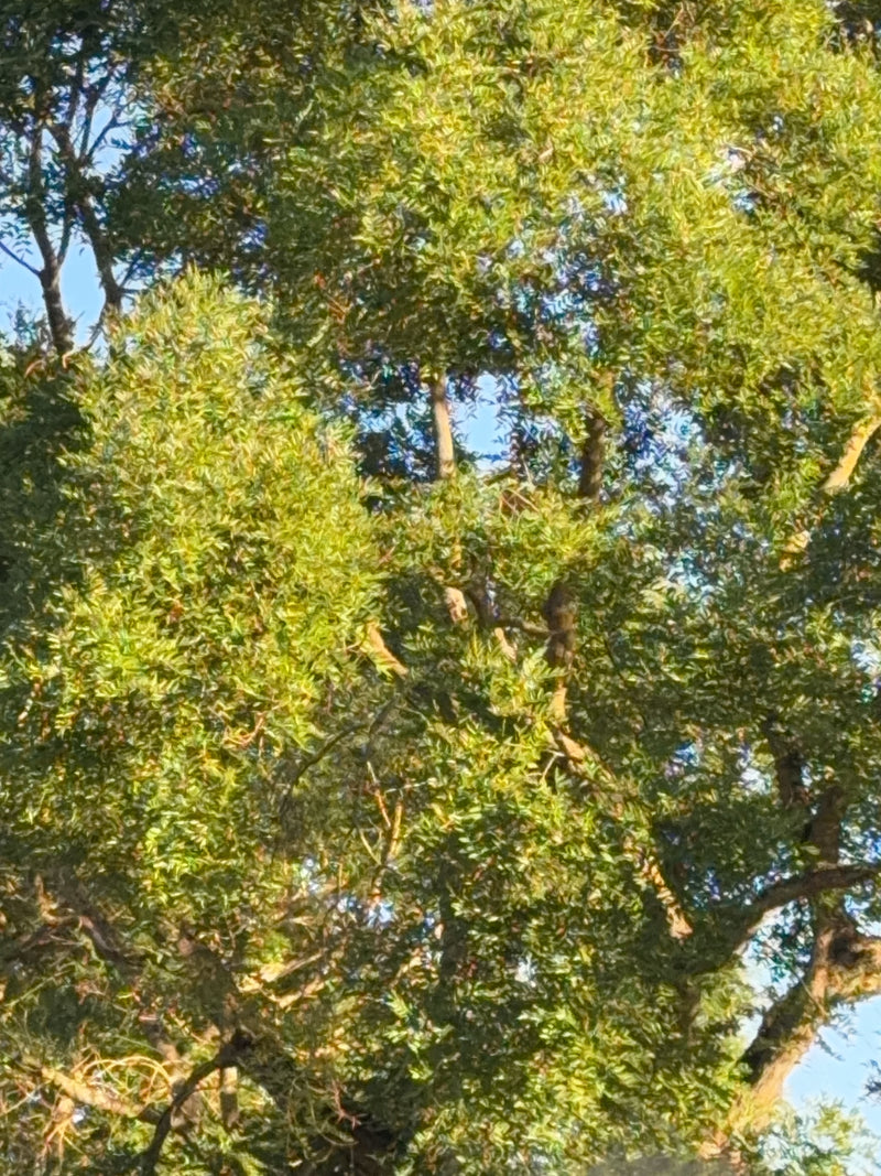 Japanischer Schnurbaum — Bild 4