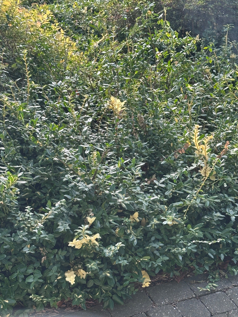Zu sehen ist ein dichter Spindelstrauch mit glänzenden, grün-weißlichen Blättern. Die Pflanze wächst in einer städtischen Umgebung direkt vor einer gepflaste...