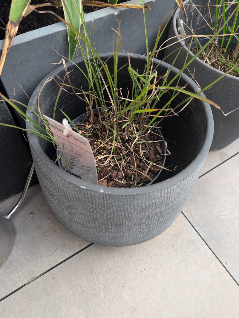 Zu sehen ist das Japanische Blutgras, das in einem grauen Pflanzkübel steht. Die Pflanze zeigt grüne und teilweise trockene Halme in einer von Rindenmulch be...