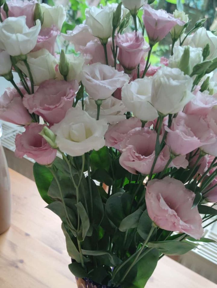 Japanrose (Lisianthus) — Bild 1