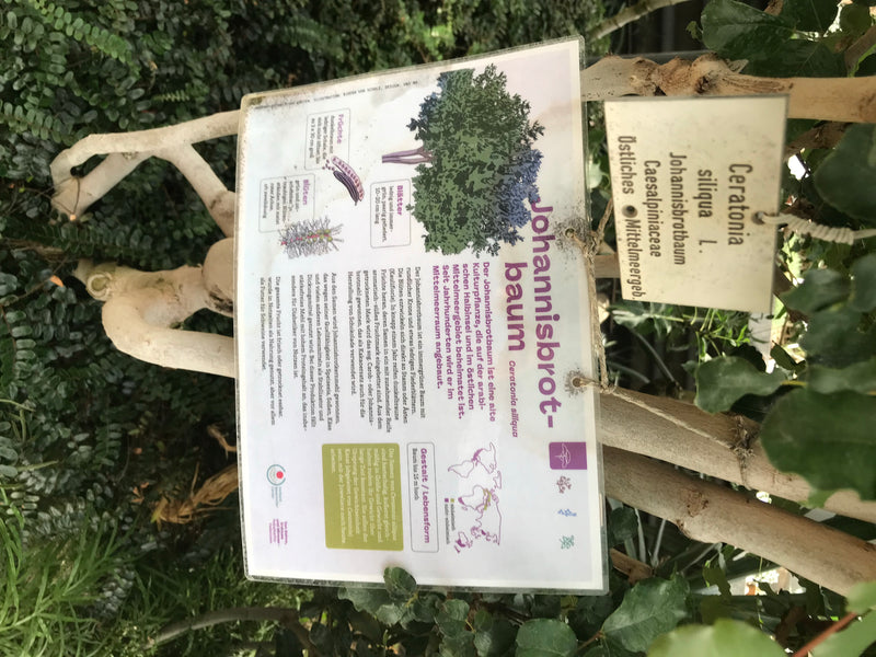 Das Bild zeigt eine Informationstafel über den Johannisbrotbaum vor dem Hintergrund seiner hellen Rinde und grünen Blätter. Die Beschilderung enthält botanis...