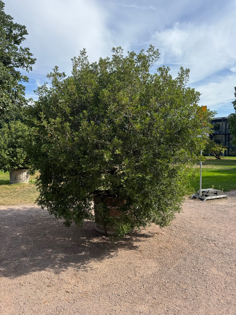 Ein dicht gewachsener Johannisbrotbaum steht in einem hölzernen Pflanzkübel auf einem geschotterten Weg in einer Parkanlage.