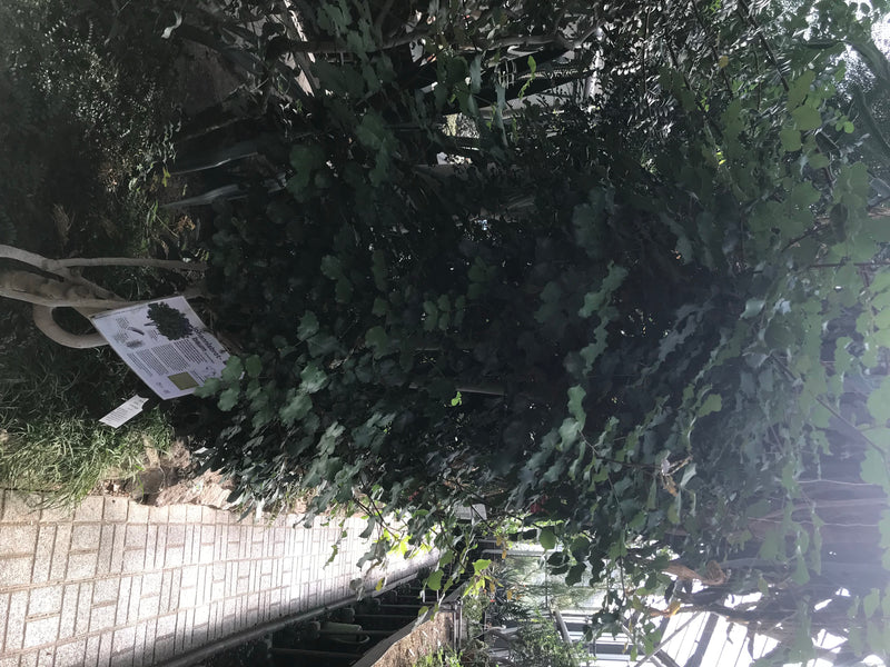 Zu sehen ist ein stattlicher Johannisbrotbaum in einem botanischen Garten. Neben dem Baum befindet sich ein informatives Schild.