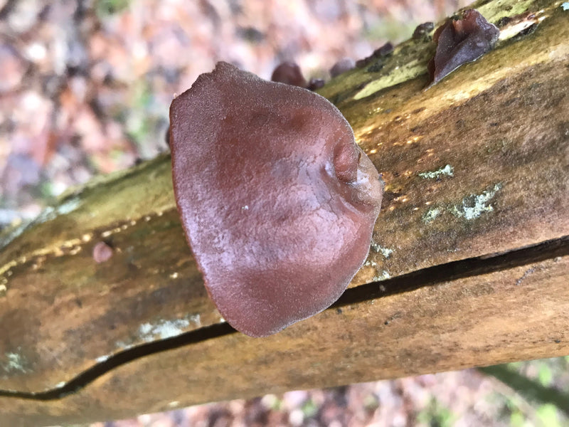 Judasohr — Bild 2 von 2