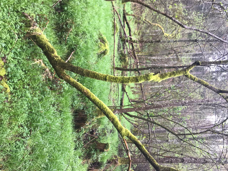 Judasohr — Bild 1 von 2