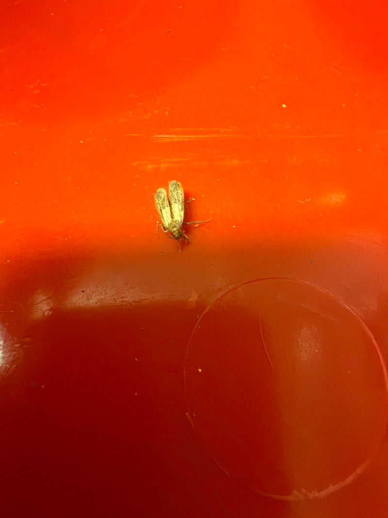 Köcherfliege — Bild 4