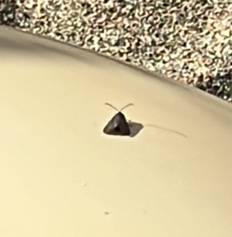 Köcherfliege — Bild 2