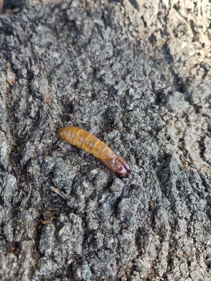 Käfer (unbestimmt) — Bild 4