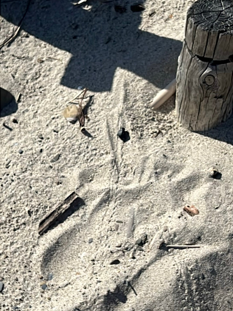 Käfer (unbestimmt) — Bild 2