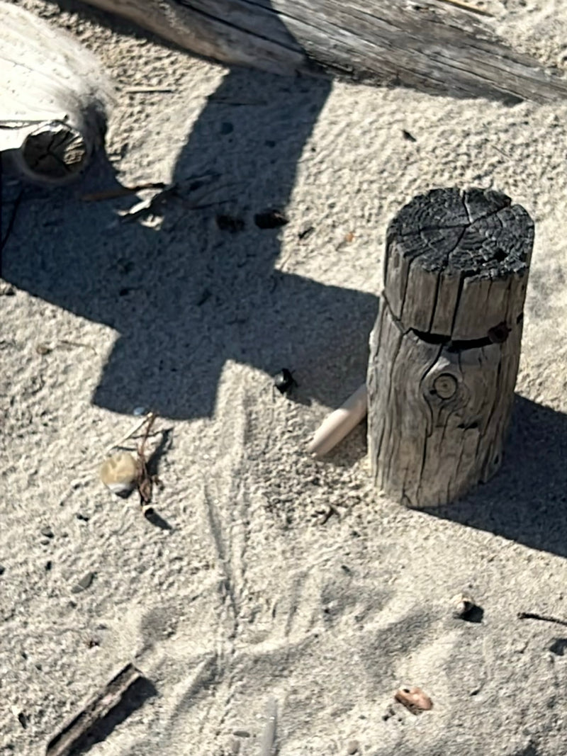 Käfer (unbestimmt) — Bild 5