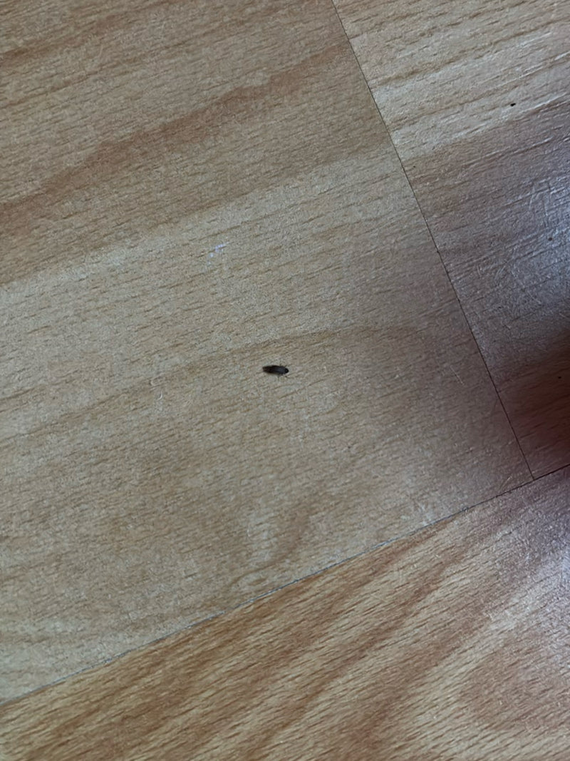 Käfer — Bild 2