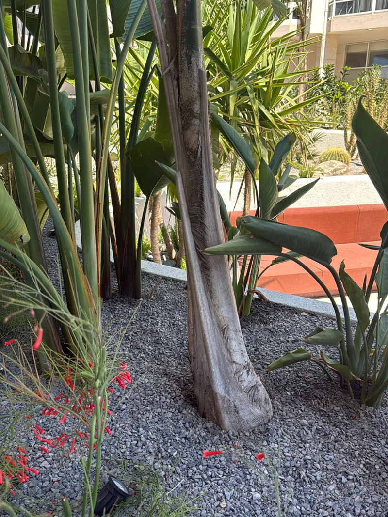 Königinpalme — Bild 3
