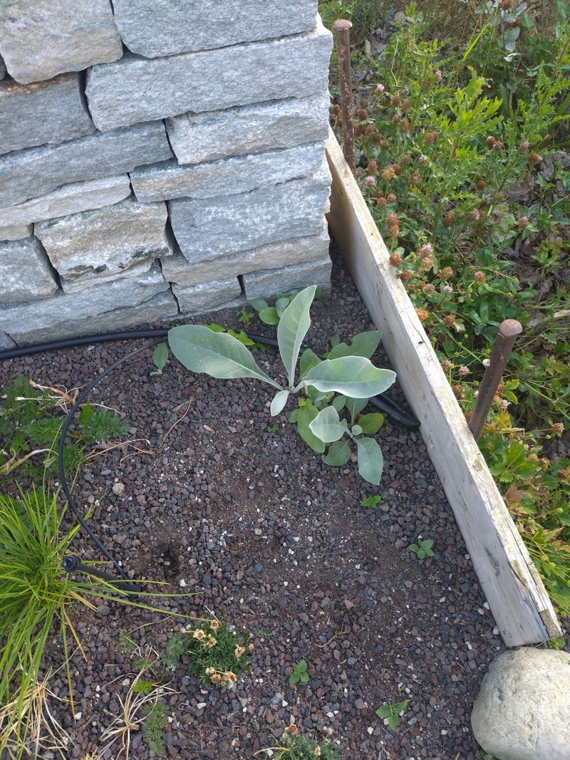 Königskerze — Bild 1