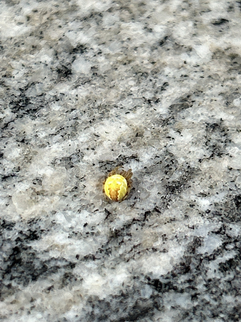 Kürbisspinne — Bild 2