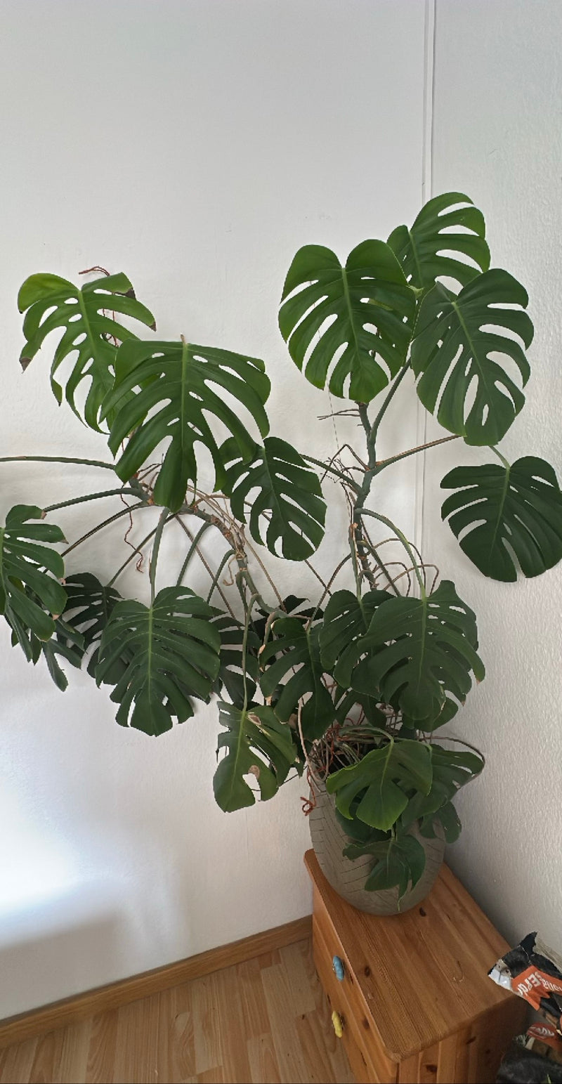 Monstera — Bild 1