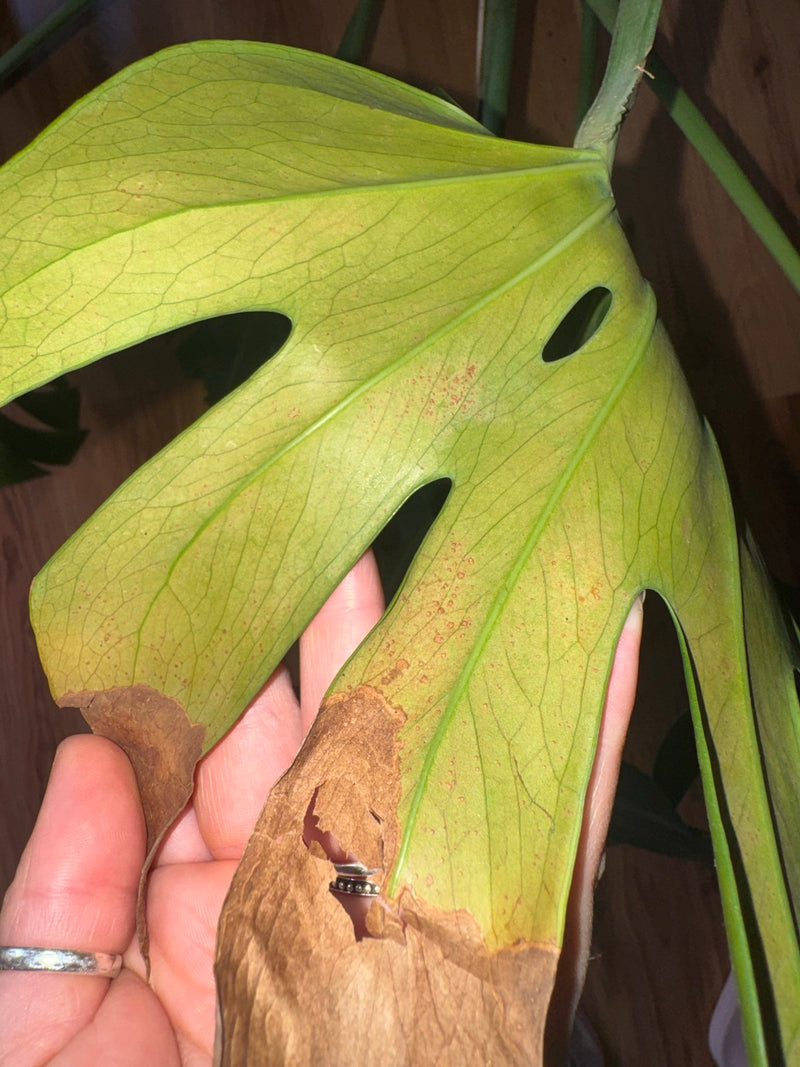 Monstera — Bild 4