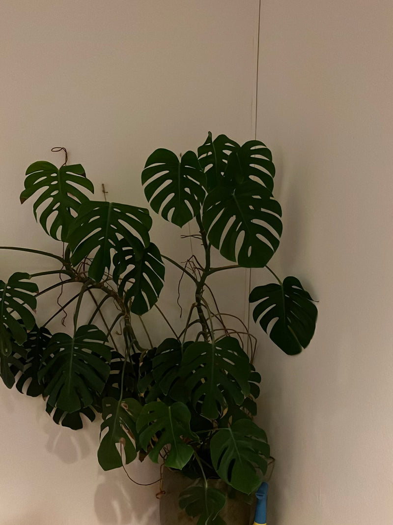 Monstera — Bild 3
