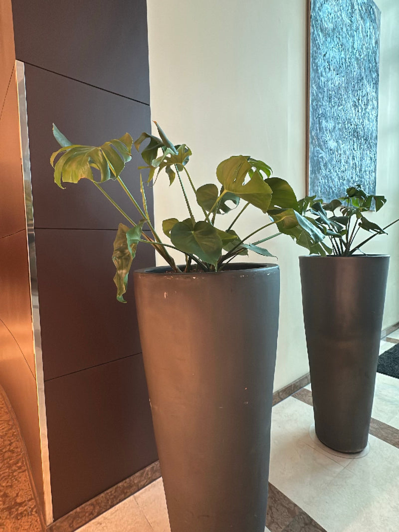 Monstera — Bild 2