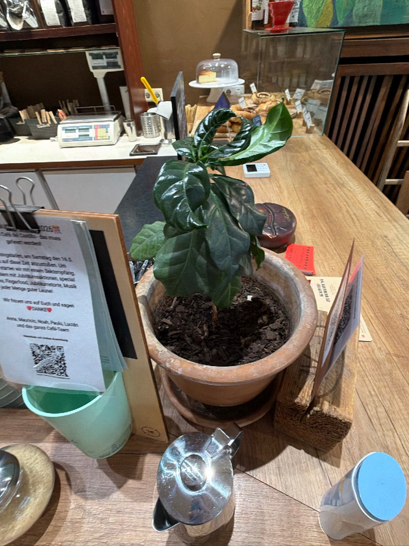 Kaffeepflanze — Bild 2