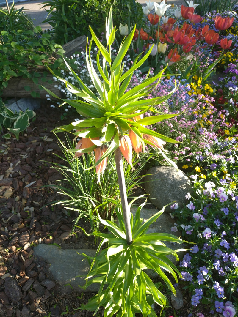 Kaiserkrone — Bild 1