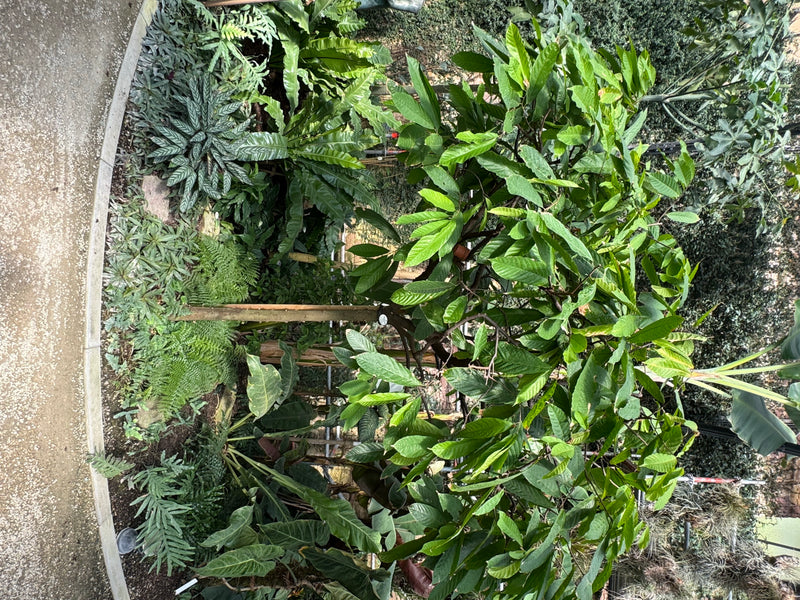 Ein Kakaobaum wächst inmitten dichter tropischer Begleitvegetation in einem Gewächshaus.