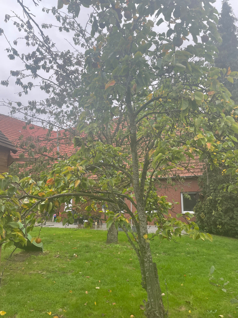 Kakibaum — Bild 1