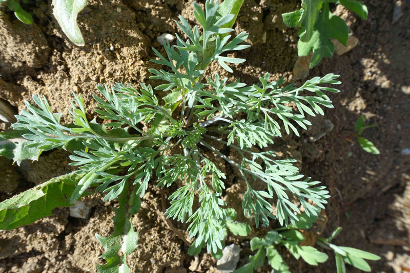 Schlafmohn — Bild 5
