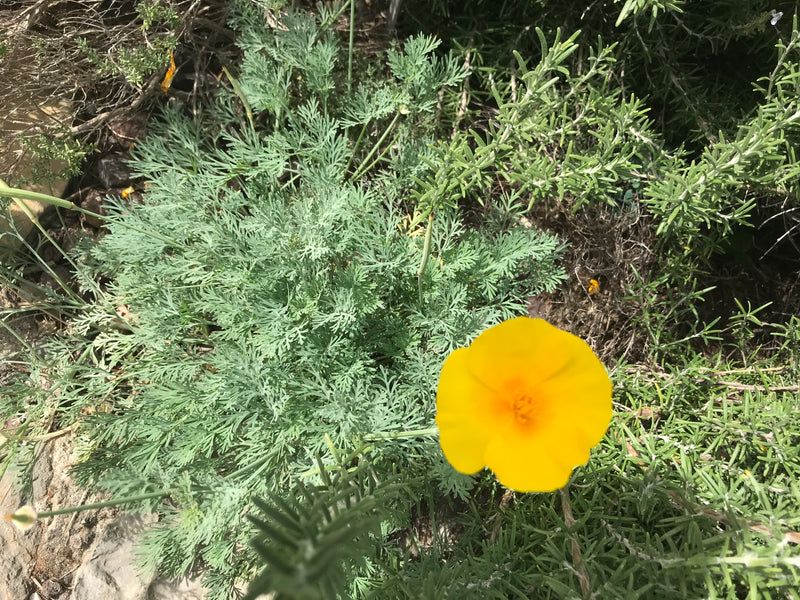 Zu sehen ist eine leuchtend gelbe Blüte des Kalifornischen Mohns vor feingeteilten, bläulich-grünen Blättern. Die Aufnahme zeigt die Pflanze von oben in eine...