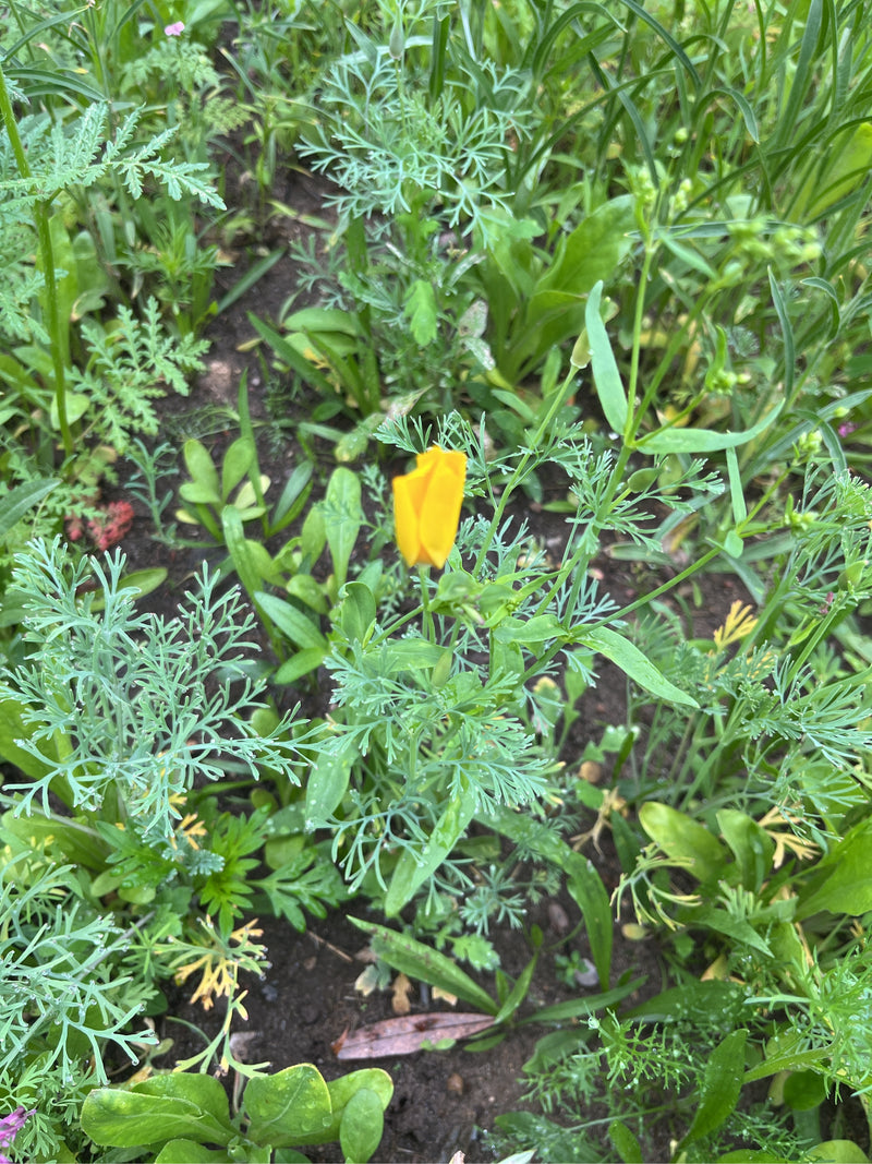 Schlafmohn — Bild 3