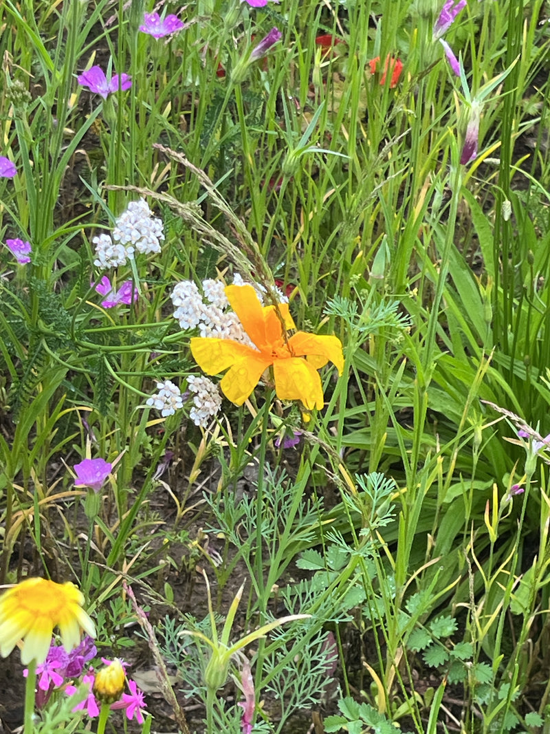 Schlafmohn — Bild 2