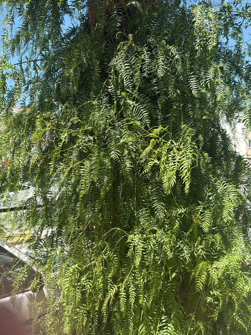 Kalifornischer Pfefferbaum — Bild 3