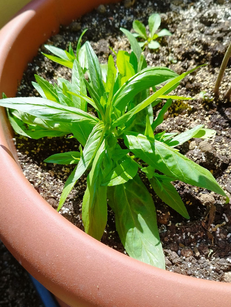 Kanadische Goldrute — Bild 4