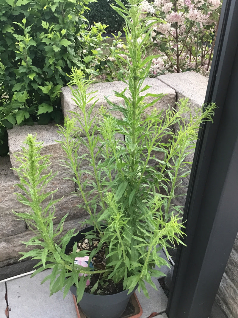 Kanadische Goldrute — Bild 5