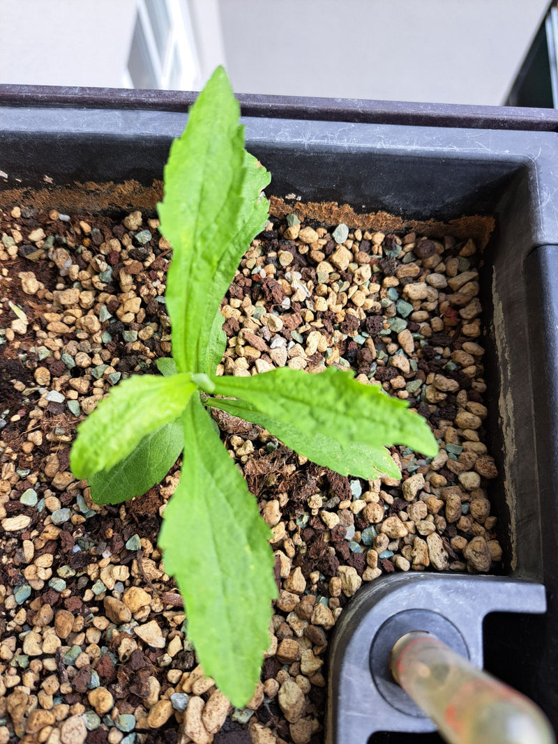 Kanadische Goldrute — Bild 2