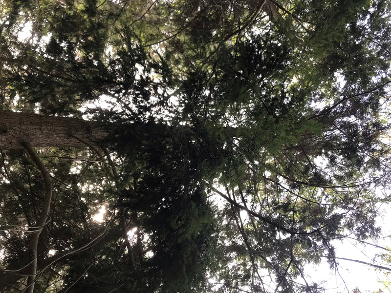 Kanadische Hemlocktanne — Bild 2 von 2