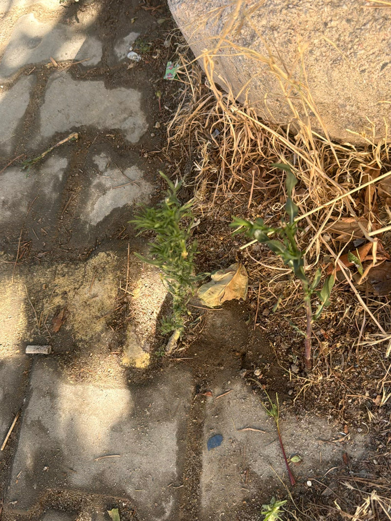 Kanadisches Berufkraut — Bild 2