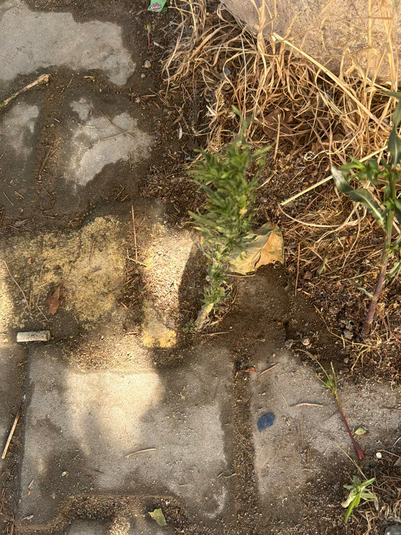 Kanadisches Berufkraut — Bild 1