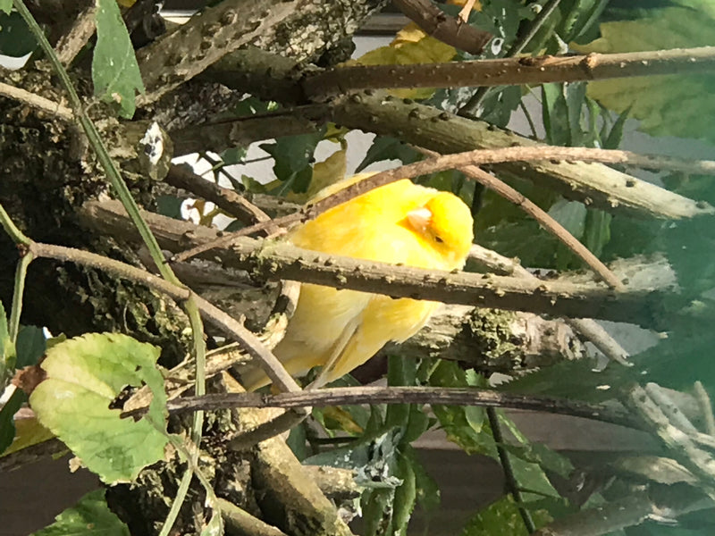 Ein leuchtend gelber Kanarienvogel sitzt ruhend inmitten eines dichten Geflechts aus braunen Ästen und grünen Blättern. Das Gefieder des Vogels ist einheitli...