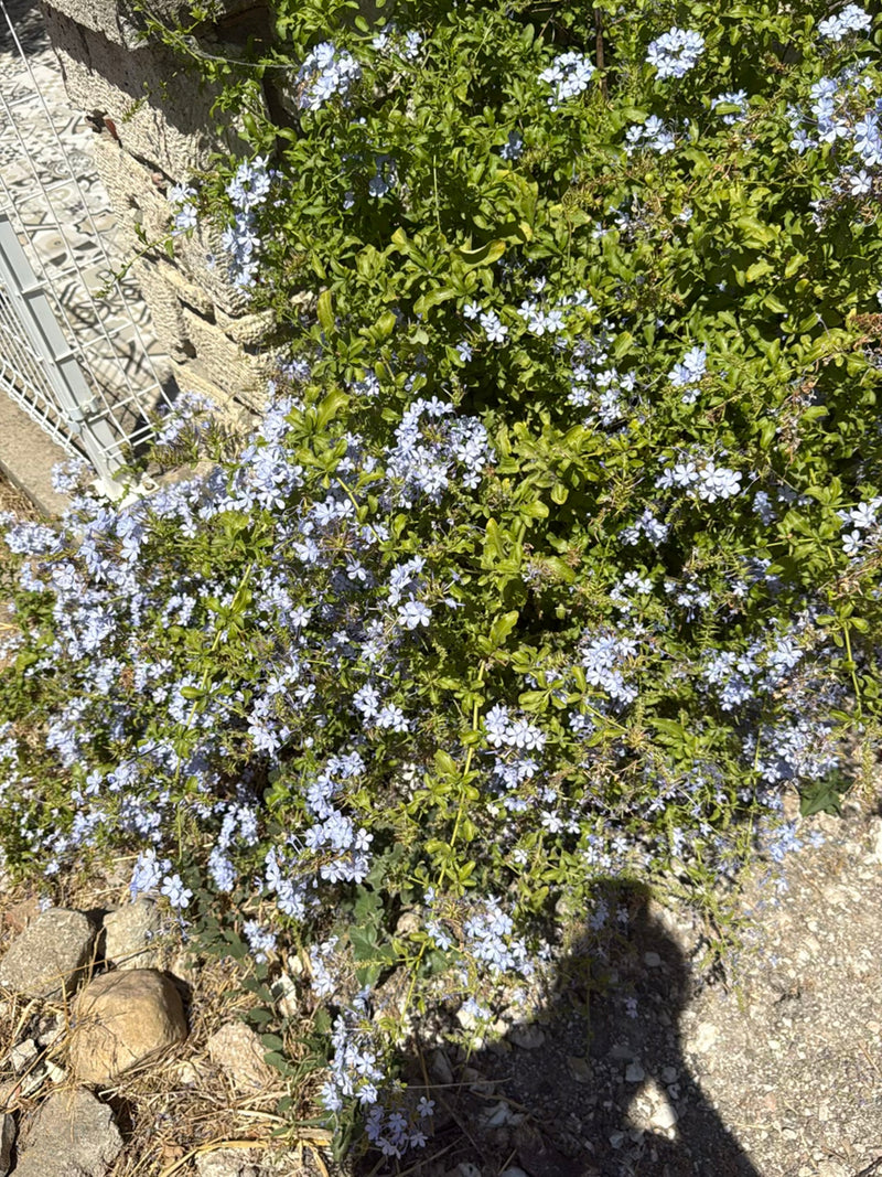 Plumbago — Bild 2