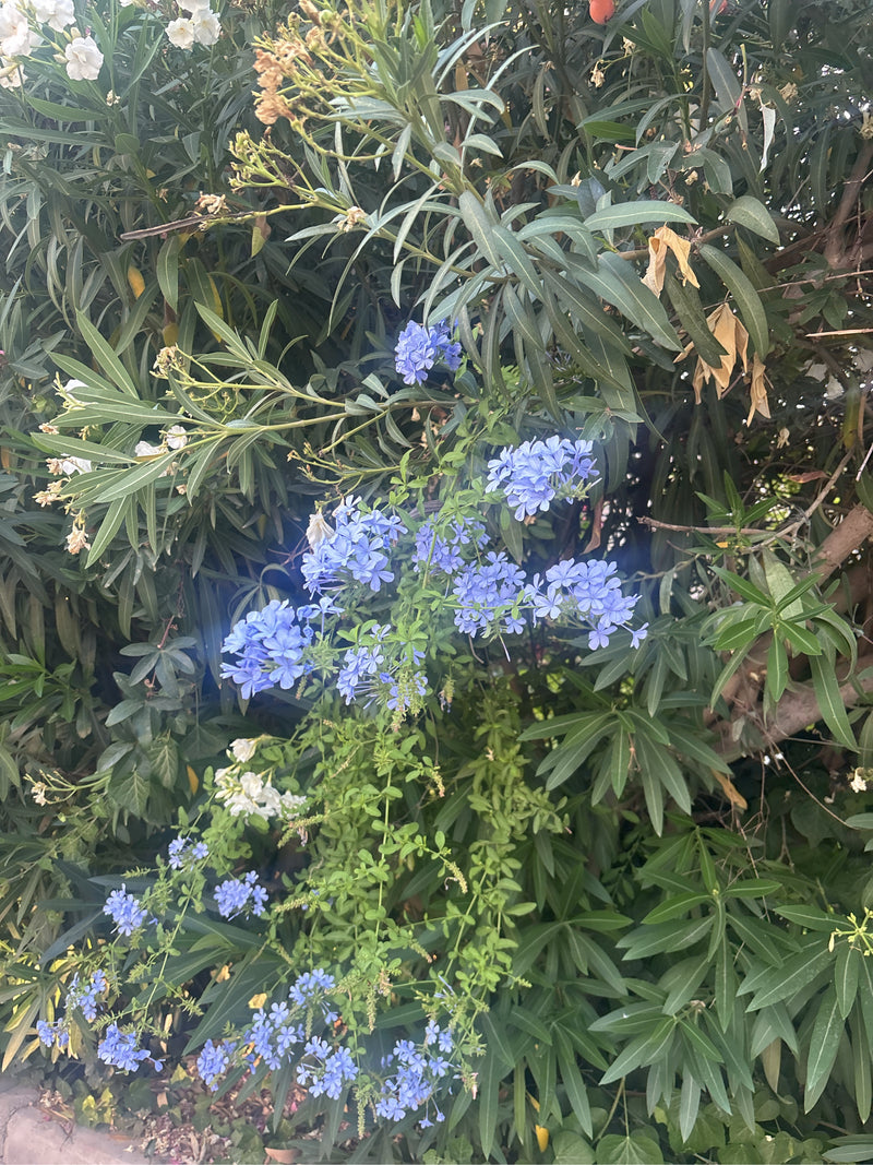 Plumbago — Bild 4