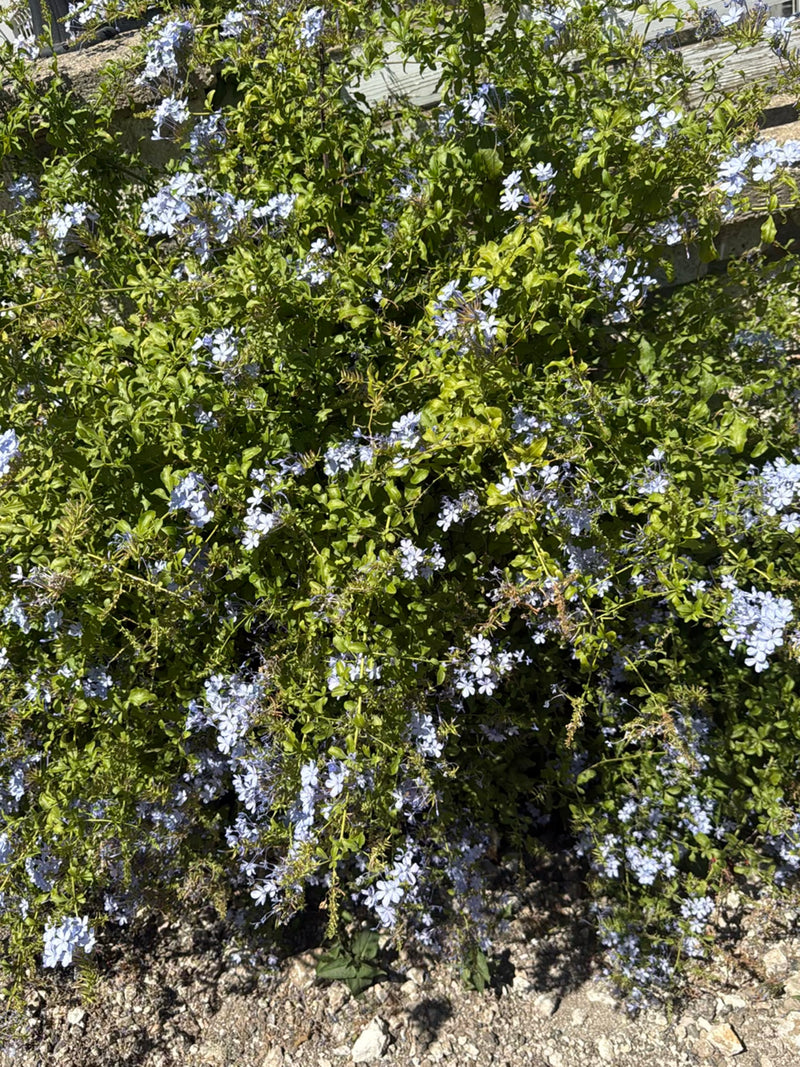 Plumbago — Bild 1