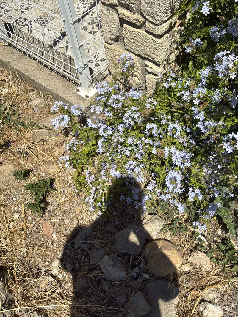 Plumbago — Bild 3