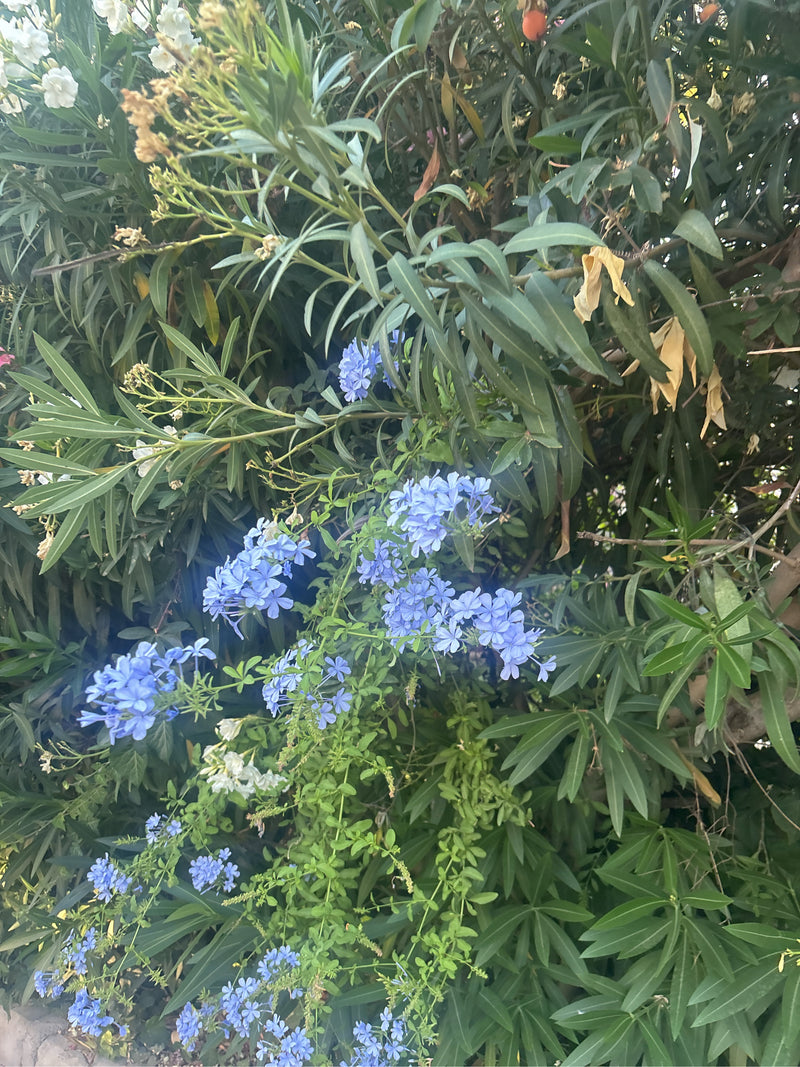 Plumbago — Bild 5