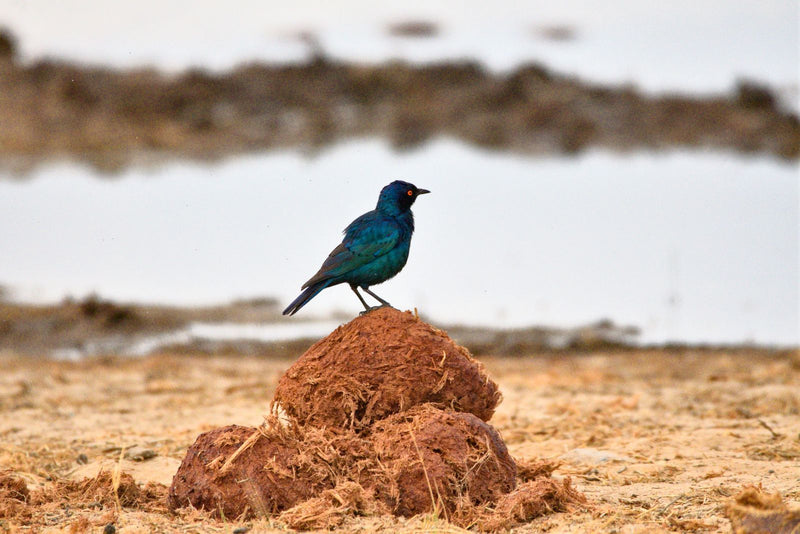 Ein Kap-Glanzstar sitzt in Seitenansicht auf einem Haufen getrocknetem Dung in einer offenen Landschaft.