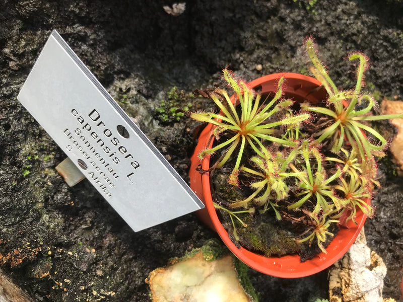 Mehrere Exemplare des Kap-Sonnentaus wachsen in einem kleinen orangefarbenen Blumentopf. Daneben steht ein Hinweisschild mit dem wissenschaftlichen Namen.