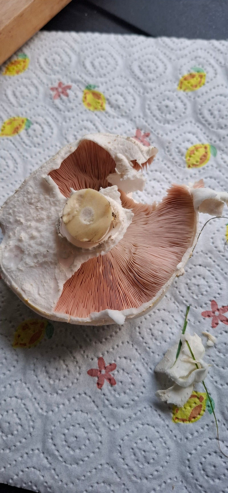Zu sehen ist der Fruchtkörper eines Karbol-Champignons von unten mit sichtbaren Lamellen und Stielbasis auf Küchenpapier.