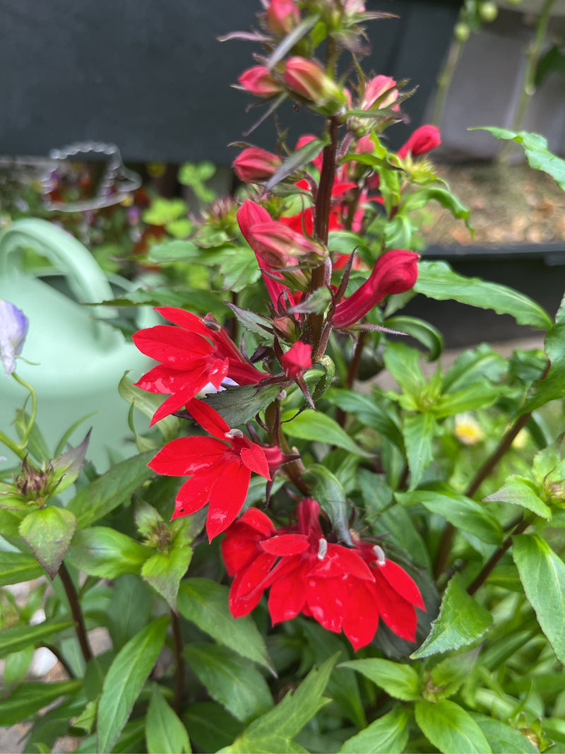 Kardinals-Lobelie — Bild 2