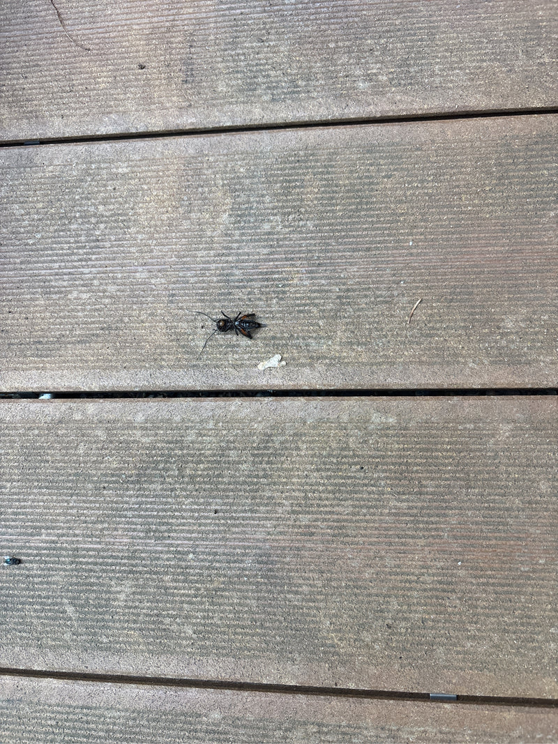 Karottenwespe — Bild 1 von 4